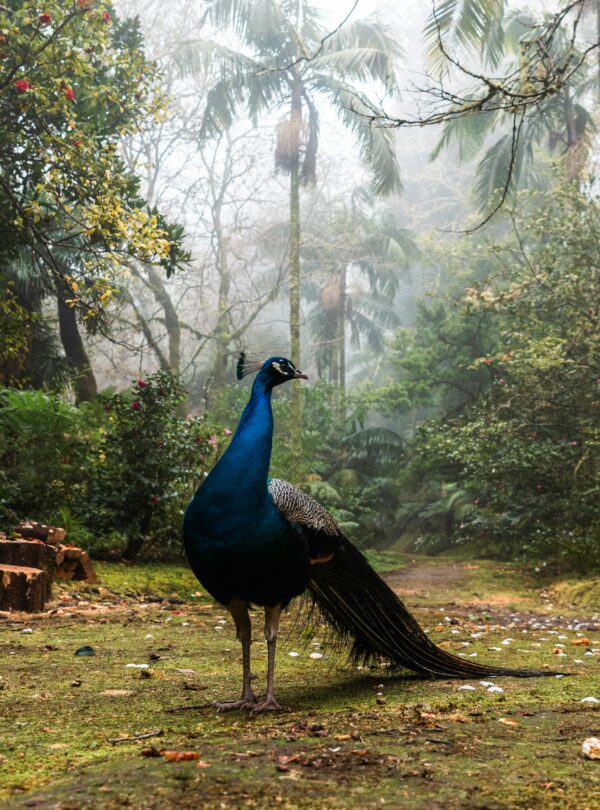 pexels pincalo 16237228